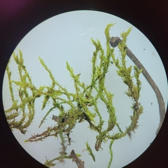 Racomitrium fasciculare