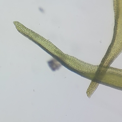 Racomitrium fasciculare