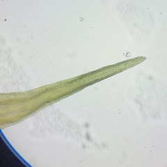 Racomitrium fasciculare