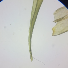 Racomitrium fasciculare