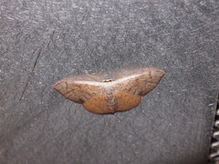 Metallaxis semipurpurascens