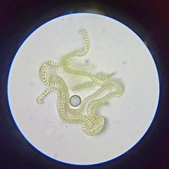 Racomitrium fasciculare