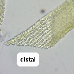 Racomitrium fasciculare