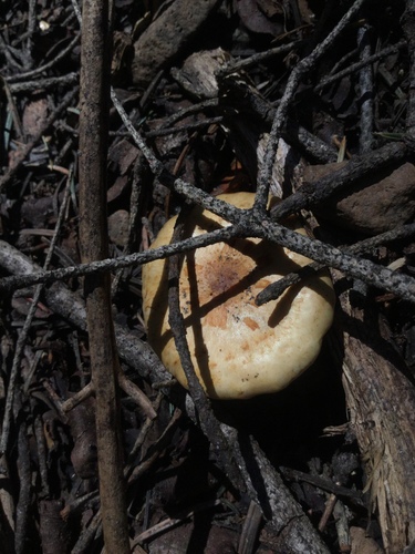 iNaturalist observation photo of Scalycaps