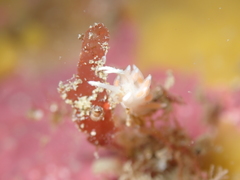 Coryphellina albomarginata