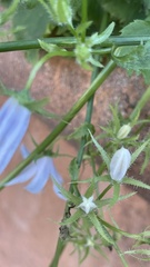 Campanula poscharskyana