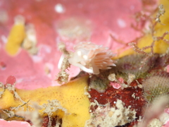 Coryphellina albomarginata