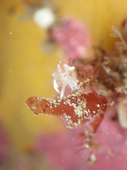 Coryphellina albomarginata