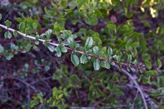 Ceanothus gloriosus porrectus