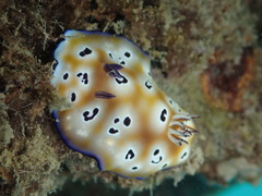 Goniobranchus leopardus