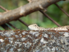 Calotes versicolor