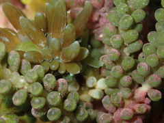 Sacoproteus smaragdinus
