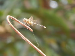 Orthetrum sabina