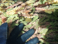 Sacoproteus smaragdinus