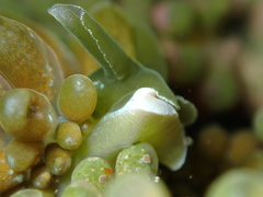 Sacoproteus smaragdinus