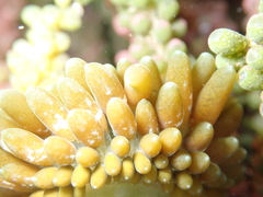 Sacoproteus smaragdinus