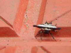 Gasteracantha geminata