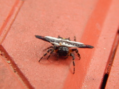 Gasteracantha geminata