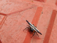 Gasteracantha geminata