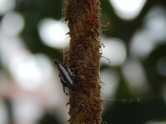 Gasteracantha geminata
