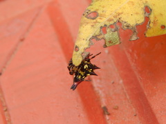 Gasteracantha geminata