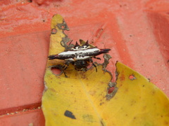 Gasteracantha geminata
