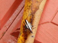 Gasteracantha geminata