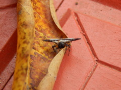 Gasteracantha geminata