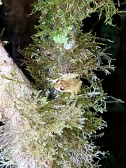 Pristimantis cruentus