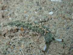 Thuridilla carlsoni