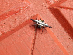 Gasteracantha geminata