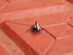 Gasteracantha geminata