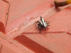 Gasteracantha geminata