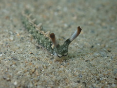 Thuridilla carlsoni