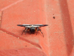 Gasteracantha geminata