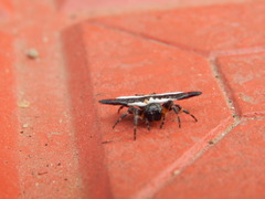 Gasteracantha geminata