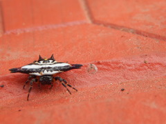 Gasteracantha geminata