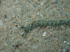 Thuridilla carlsoni