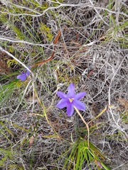 Aristea oligocephala