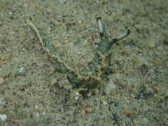 Thuridilla carlsoni
