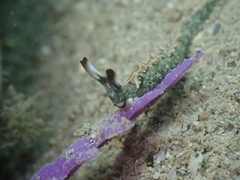 Thuridilla carlsoni