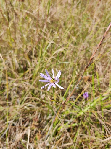 Image of Symphyotrichum chapmanii by (c) Scott Allen Davis, some rights reserved (CC BY)