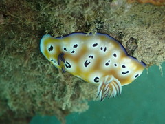 Goniobranchus leopardus