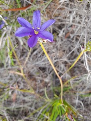 Aristea oligocephala
