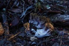 Ramaria violaceibrunnea