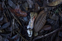 Ramaria violaceibrunnea