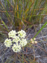Dasispermum suffruticosum