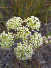 Dasispermum suffruticosum