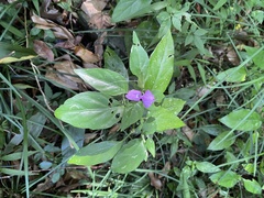 Dicliptera roxburghiana