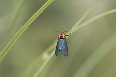 Lerina incarnata